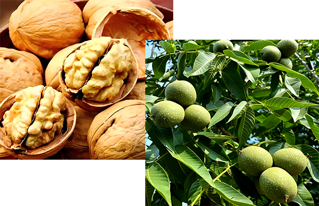 /uploads/image/2025/09/18/2921b7c01d90d6dac4312d5b8f77998b.jpg 003.jpg