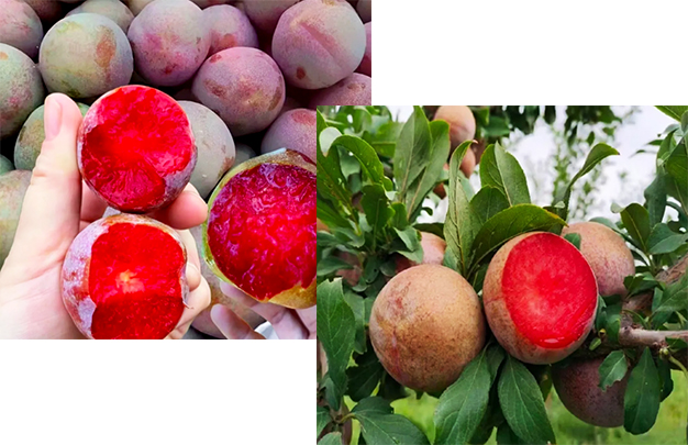 /uploads/image/2025/09/18/3f8ecbe21b3486a427c10fbdadb14122.jpg 0010.jpg