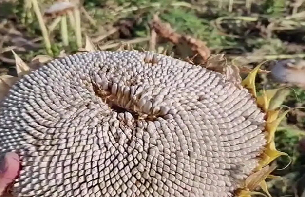 /uploads/image/2025/09/18/81fc3470b2925c9894b67705e95ee798.jpg 2.jpg