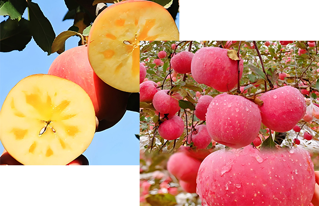 /uploads/image/2025/09/18/a029286099db2a558d64b99c91501e2b.jpg 002.jpg