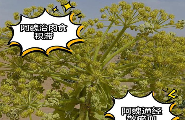 /uploads/image/2025/10/07/fde445bea811473ea6f53f6dcd363ace.jpg 修图1.jpg