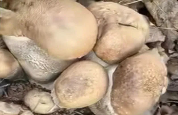 /uploads/image/2025/10/09/3362ecc38e80ac5ac997cb4d932a3fe3.jpg 未标题-06.jpg