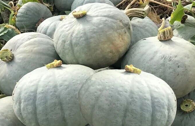 /uploads/image/2025/10/09/64251ab8abf1fb6d51645f0c8e1cc9fa.jpg 5.jpg