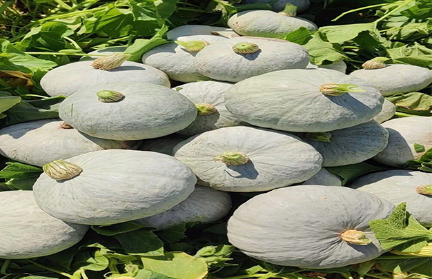 /uploads/image/2025/10/09/c2d4dd56dd7295b5289172e2ce0aa024.jpg 1.jpg