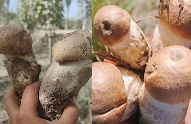 /uploads/image/2025/10/09/e946e2168fa0c640d0f19c1dabde73b5.jpg 未标题-01.jpg