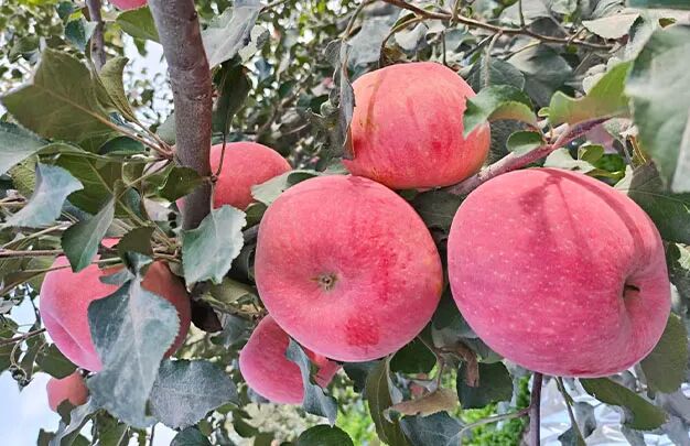 /uploads/image/2025/10/23/59f838d8d935f18bd4eaf8ccdc39a51f.jpg 640 (4).jpg