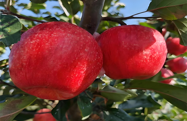 /uploads/image/2025/10/31/9439d391a005aa8ac0ffda300d15270d.jpg 0021.jpg