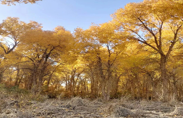 /uploads/image/2025/11/06/0ba4b2fa3cfd1448f77aff75d1e79aaf.jpg 3.jpg