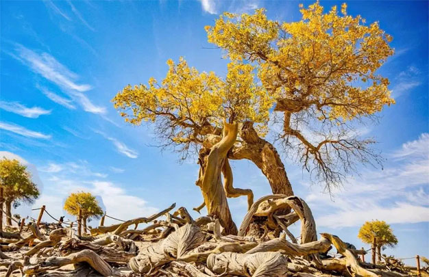 /uploads/image/2025/11/08/ea7f39ab2edb154c2a081e9a395e39f8.jpg 修图7.jpg