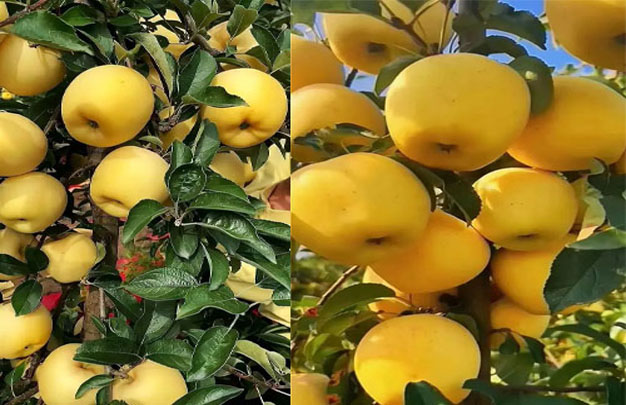 /uploads/image/2025/11/10/bf7e98c15b4de5f346a43cb2cd63948e.jpg xiu 4.jpg