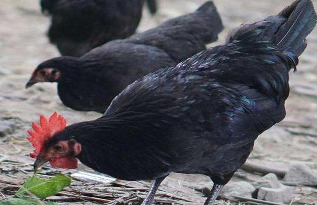 /uploads/image/2026/04/08/4309949f262c630ed9abae71310555ea.jpg 修 2.jpg