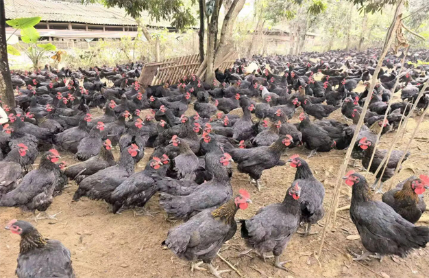 /uploads/image/2026/04/08/4a88e0b30fc975bc16c307955c1df179.jpg 修图 1.jpg